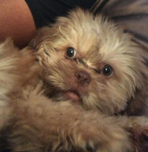 Coco