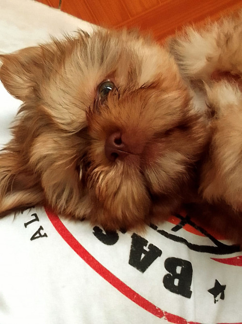 Coco