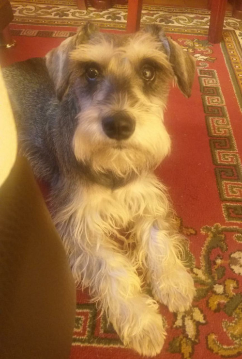 Koko