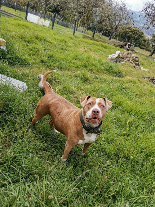 Elí