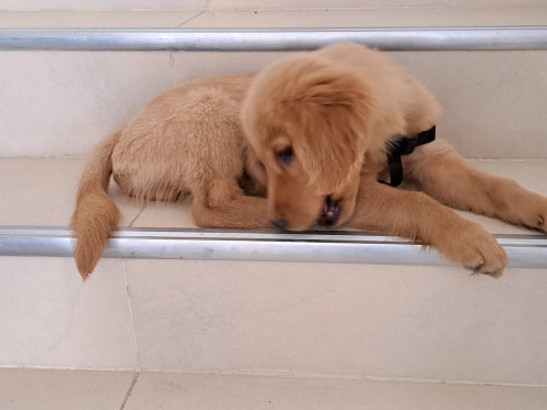 Apolo