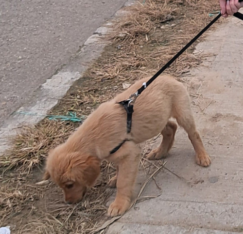 Apolo