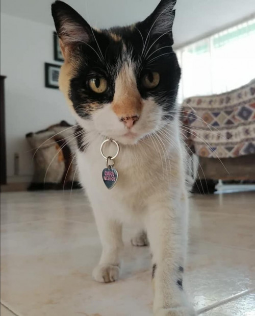 Carita Negra