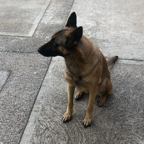 Kimba
