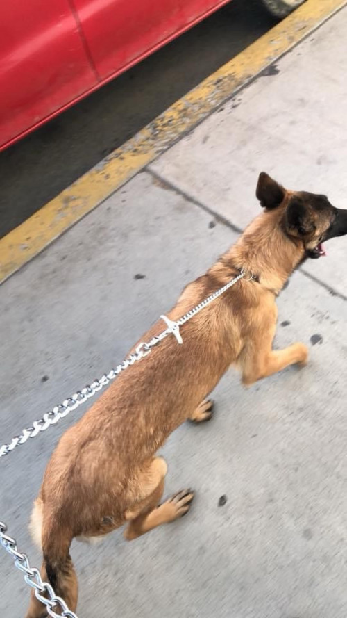 Kimba