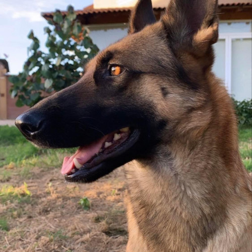 Kimba