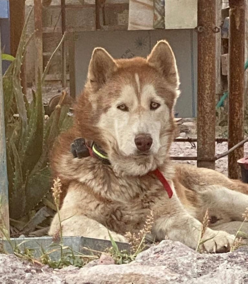 Thor