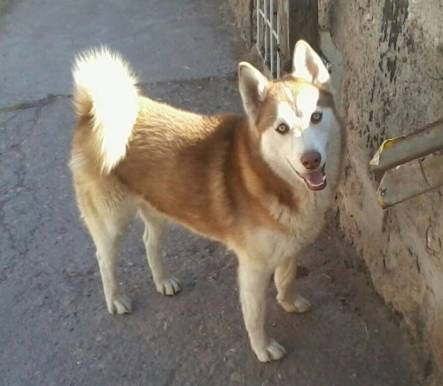 Thor