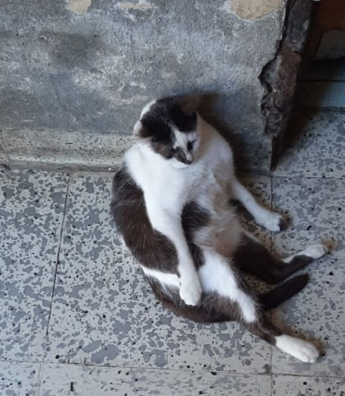 Manchitas
