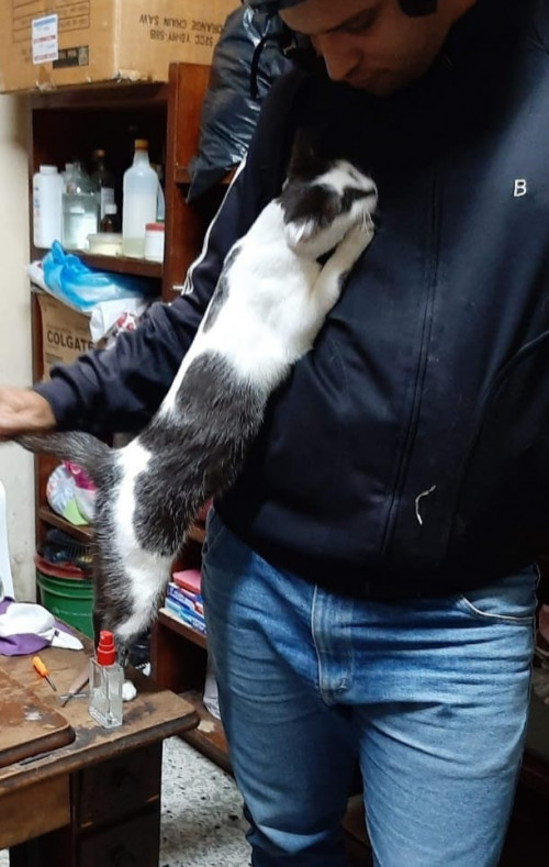 Manchitas
