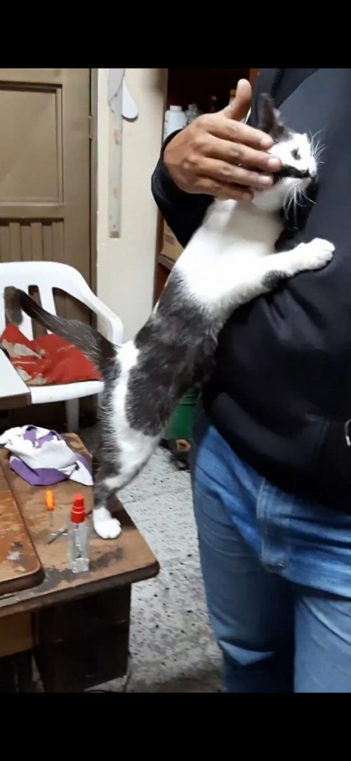 Manchitas