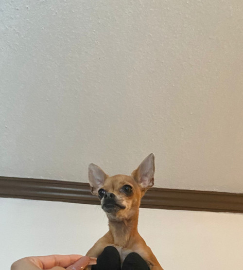 Coqueta