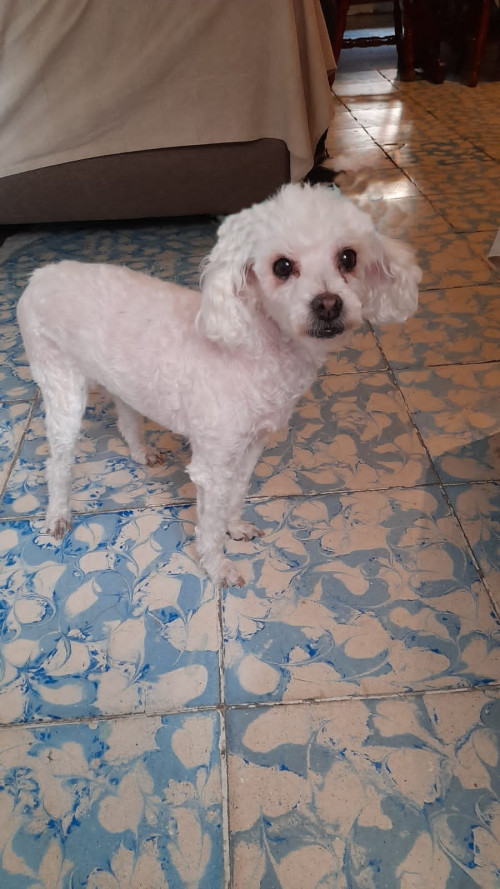 Burbuja