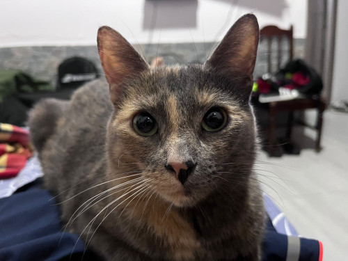 Cloe