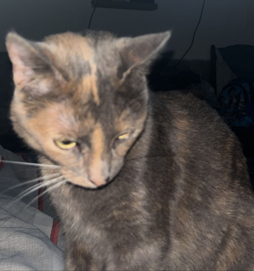 Cloe