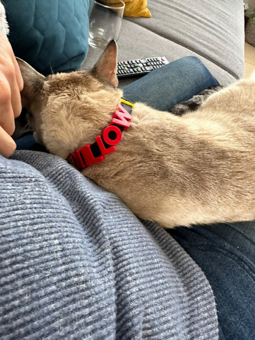 Willow