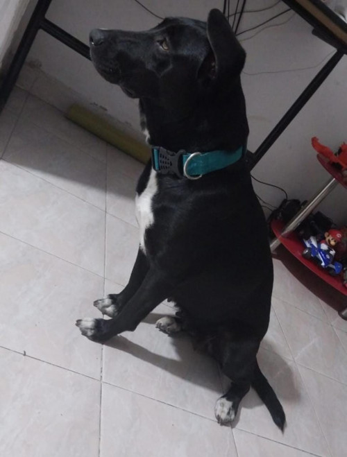 Zafira