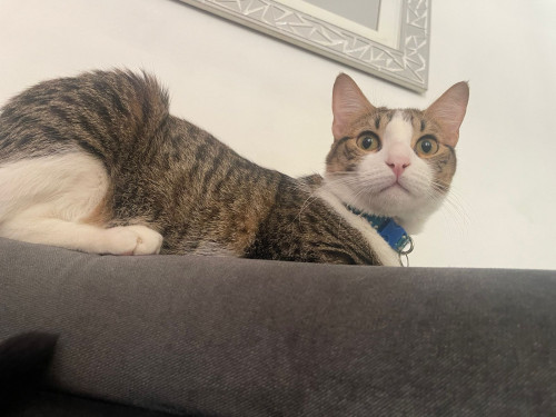 Tom