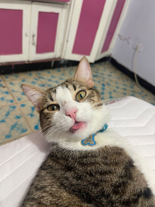 Tom