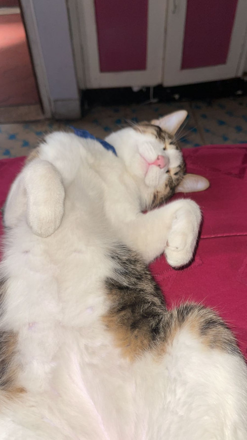 Tom