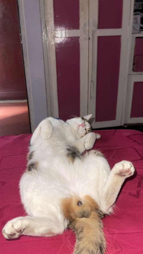 Tom