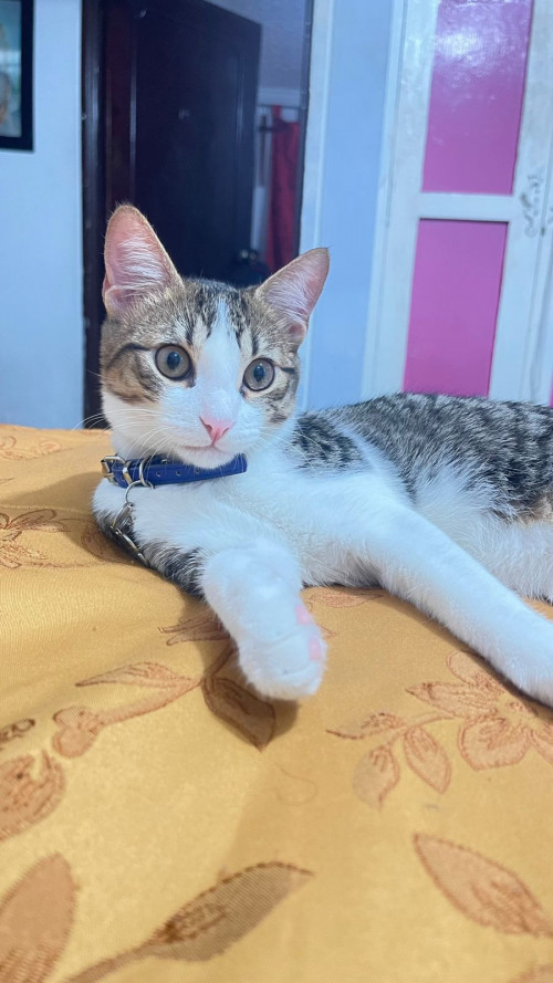 Tom