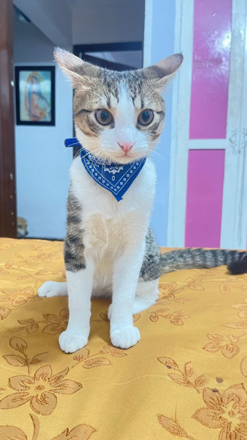 Tom