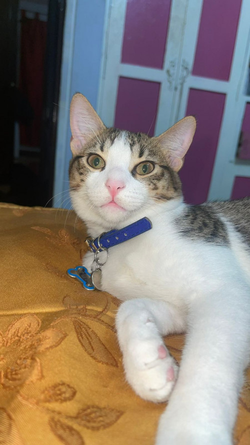 Tom