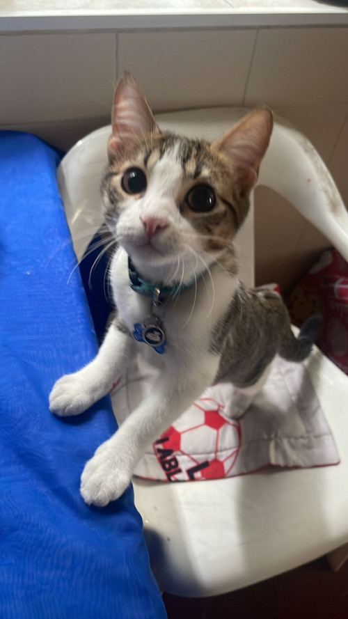 Tom