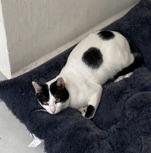 Luca