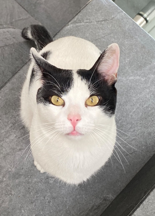 Luca