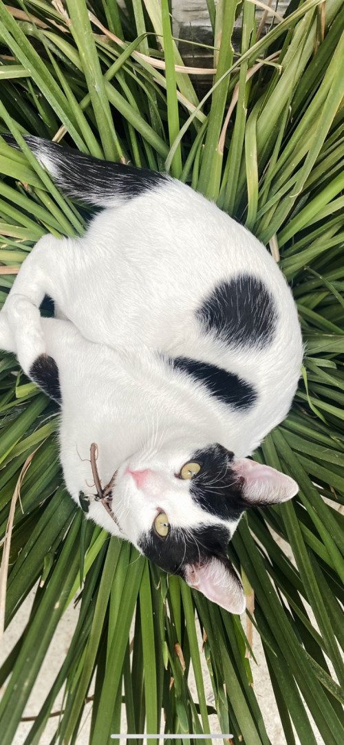 Luca