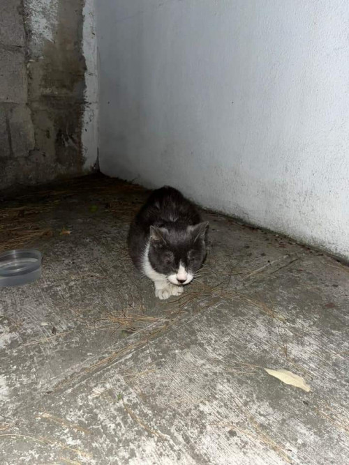 Silvestre