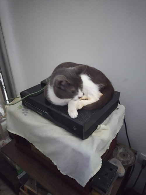 Silvestre