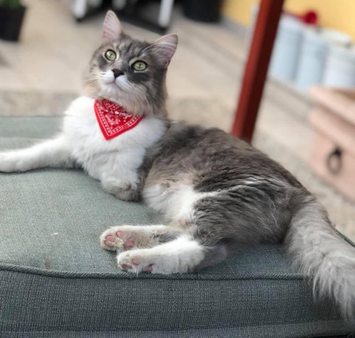 Thomas