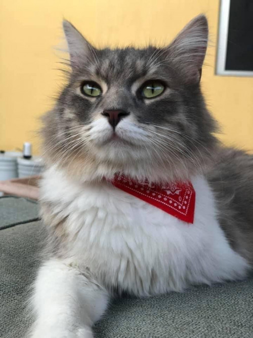 Thomas