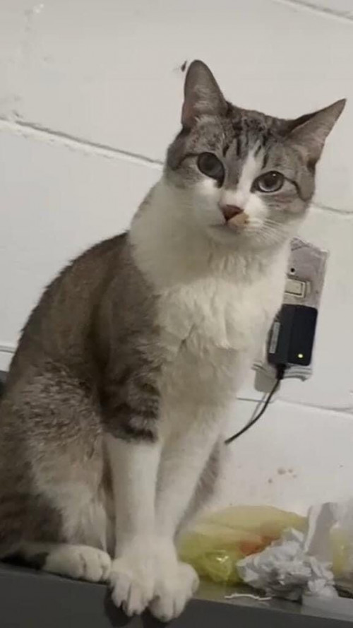 Yiyo