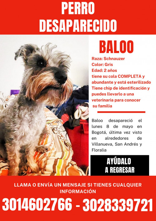 Baloo