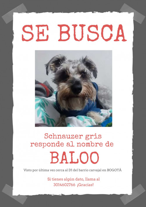Baloo
