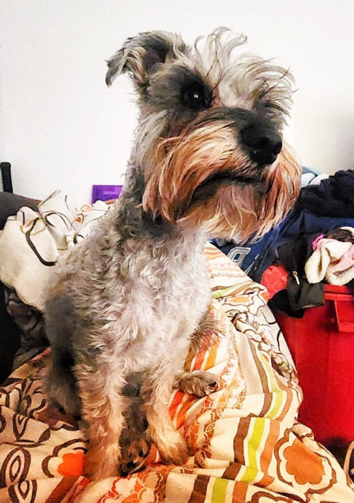 Baloo