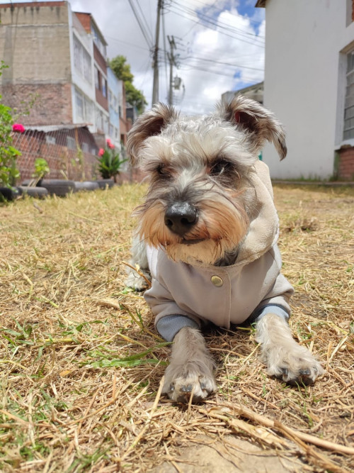 Baloo