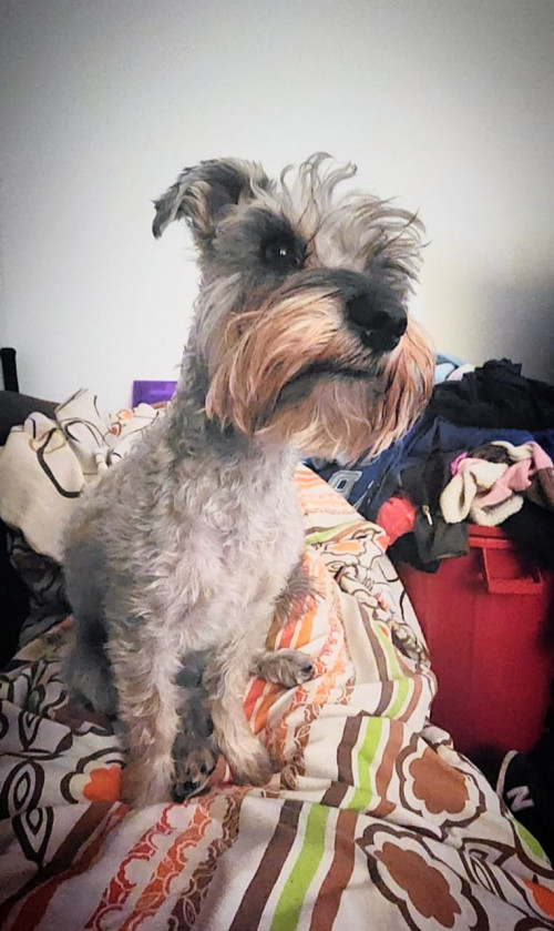 Baloo