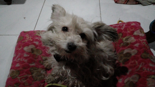 Lula