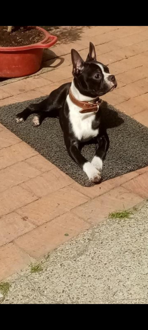 Rocky