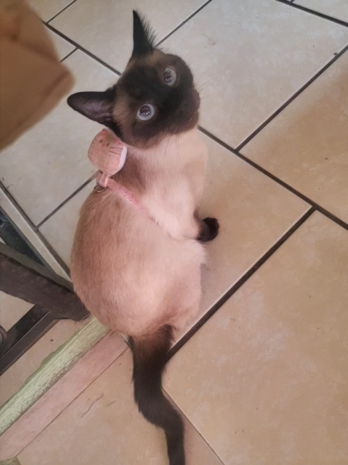Kiara