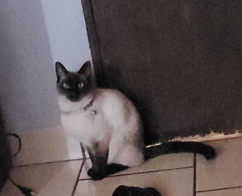 Kiara