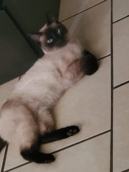 Kiara