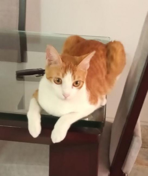 Teo