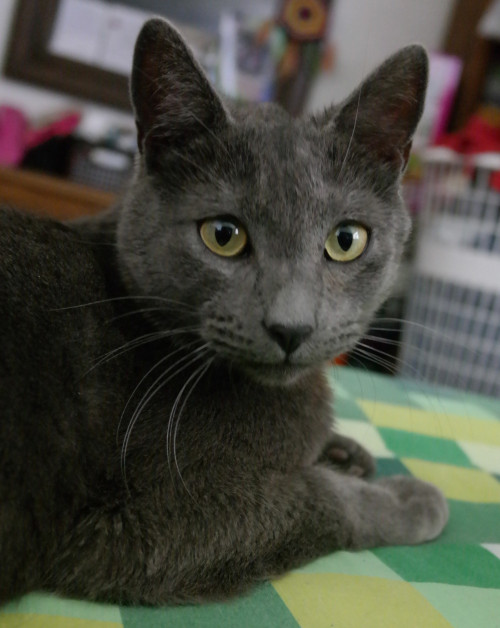 Rony