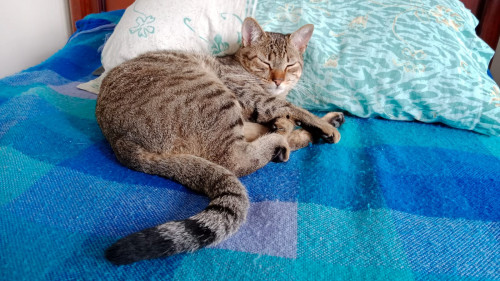 Lufy